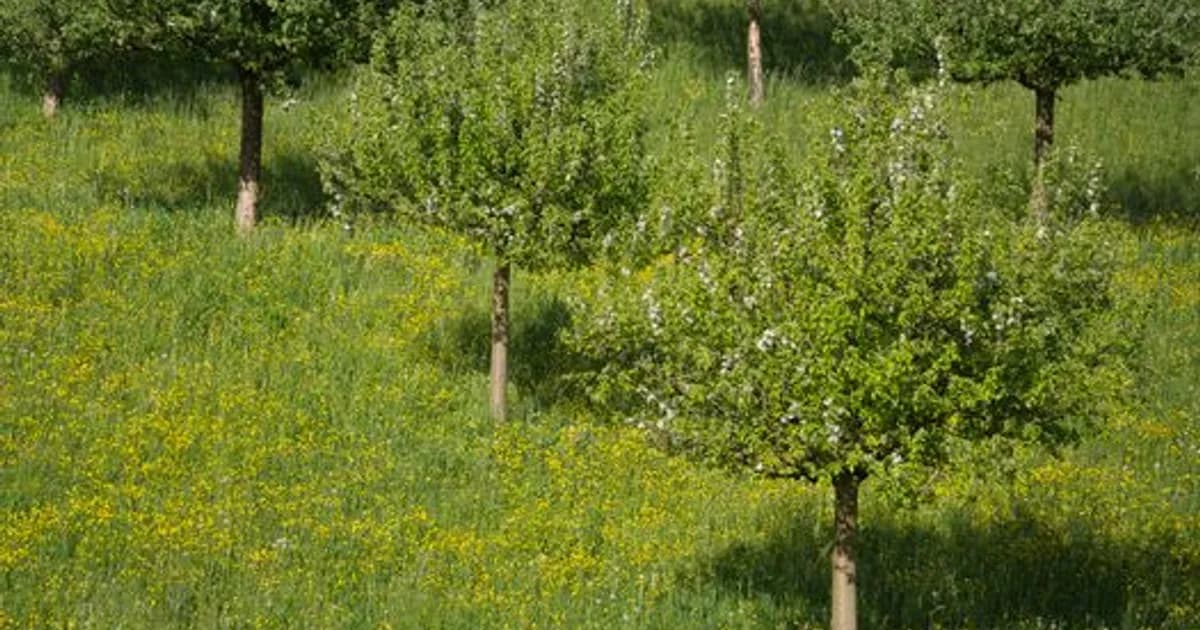 AI Allergy Forecasting in 2026: Predicting Bad Pollen Days