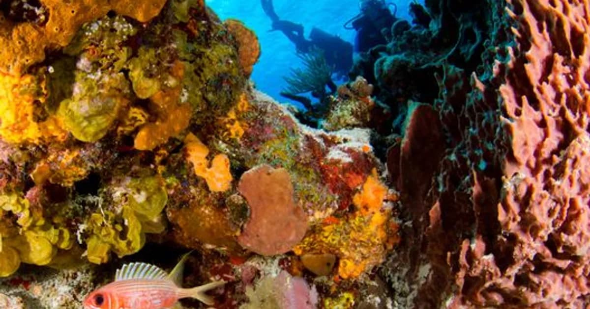 AI Coral Reef Restoration in 2026: Data Saves Dying Reefs