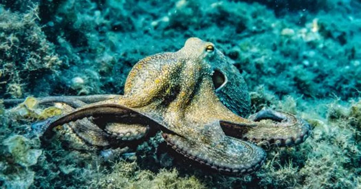 AI Deep Sea Mining 2026: Robots Race for Seabed Metals