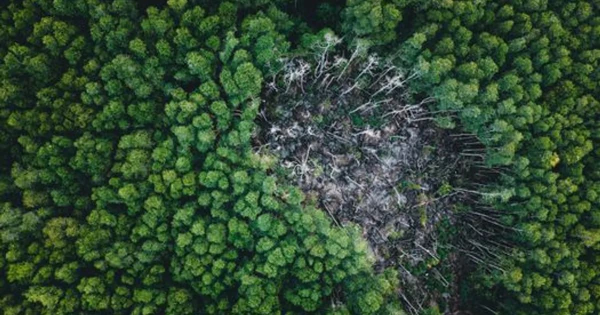 AI Invasive Species Detection 2026: Saving Ecosystems