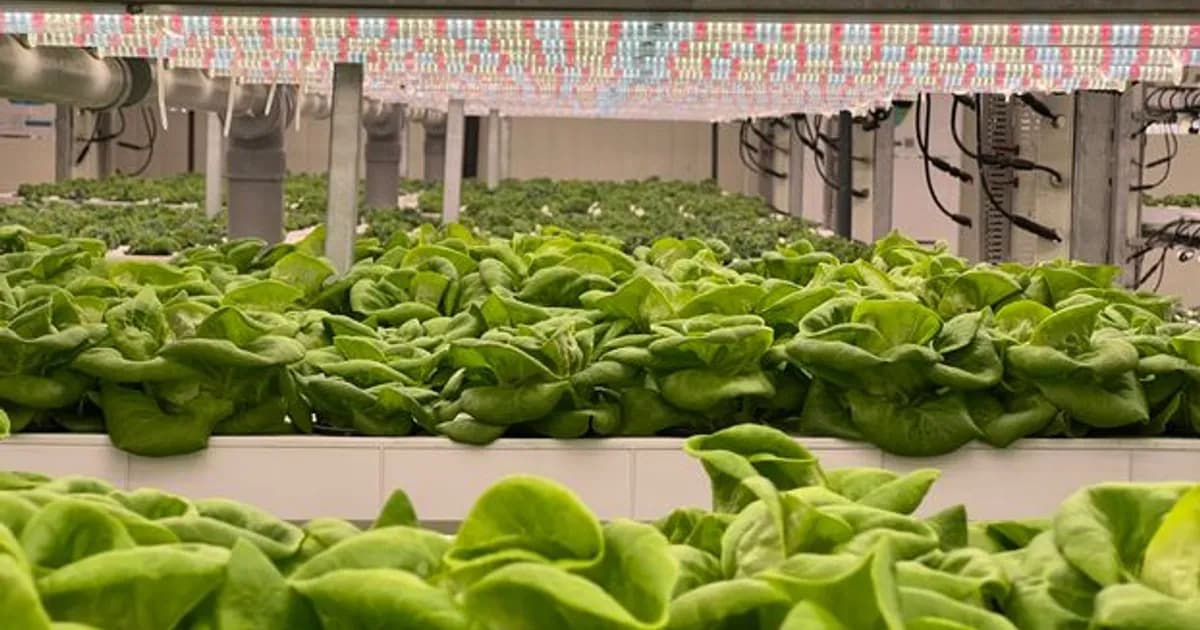 AI Vertical Farming in 2026: Growing Food Indoors Now