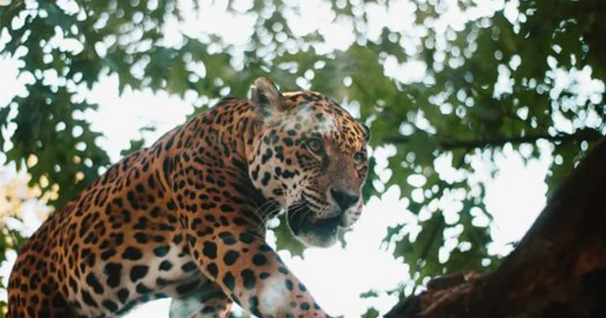 AI Wildlife Conservation in 2026: Tracking Species