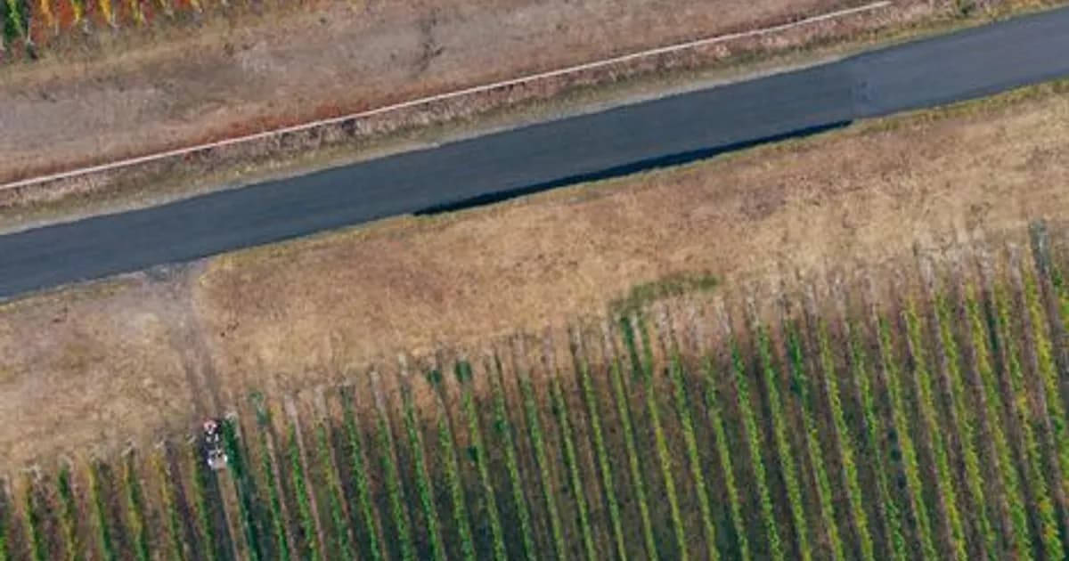 AI in Winemaking 2026: Precision Viticulture Arrives