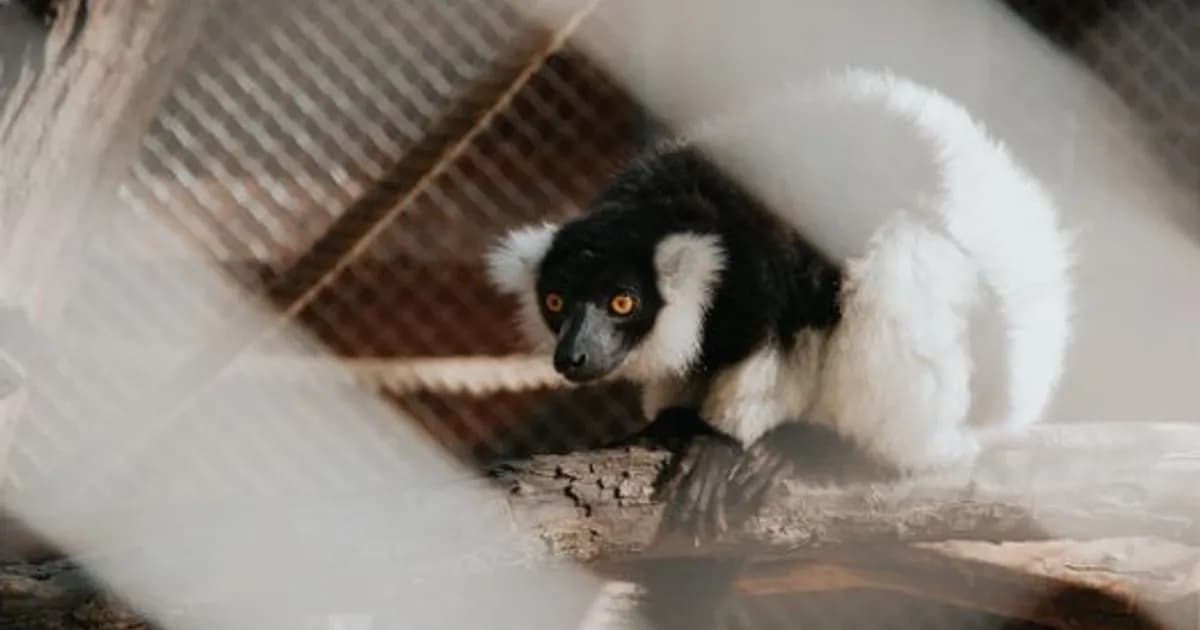 AI Zoo Animal Welfare in 2026: Watching for Stress 24/7