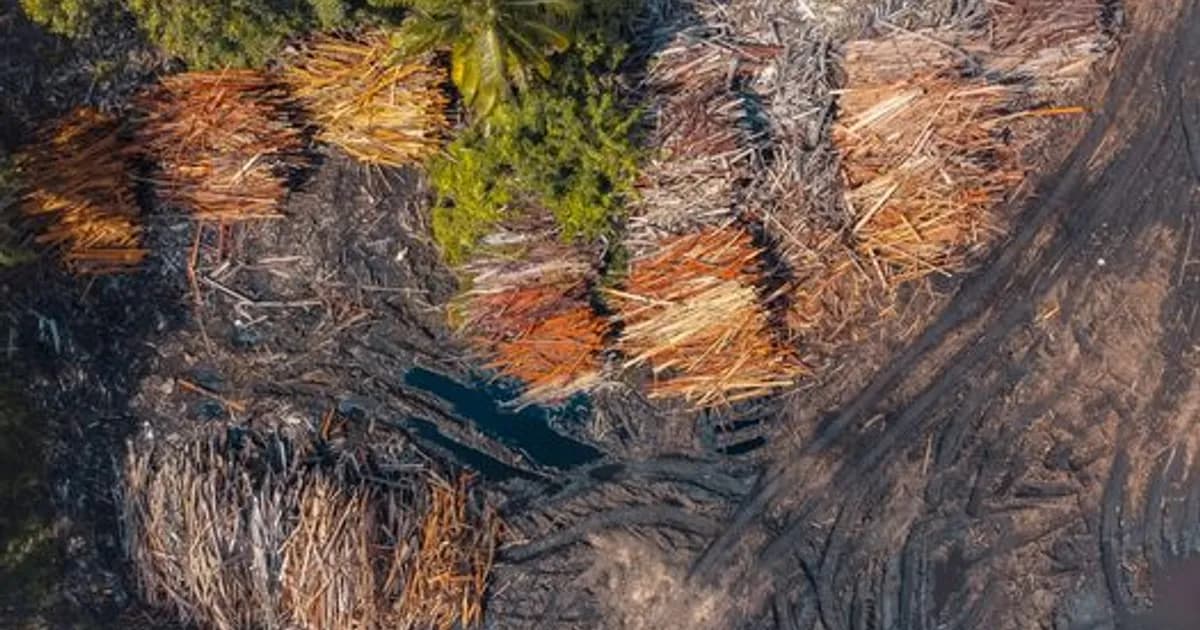 AI in Forestry 2026: Smarter Logging, Healthier Woods